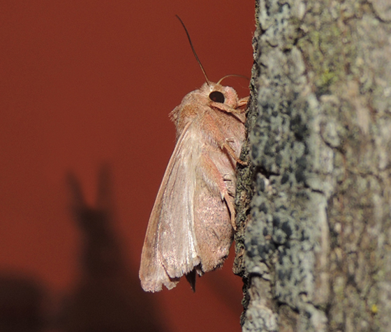 Mythimna albipuncta  Noctuidae